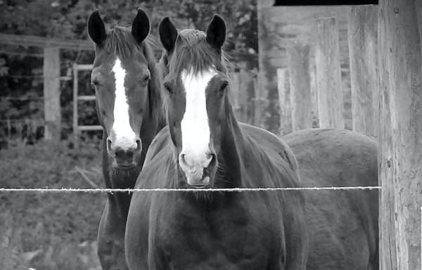 folly-farm-equestrian-yaxley-reschooling-problem-horses-training